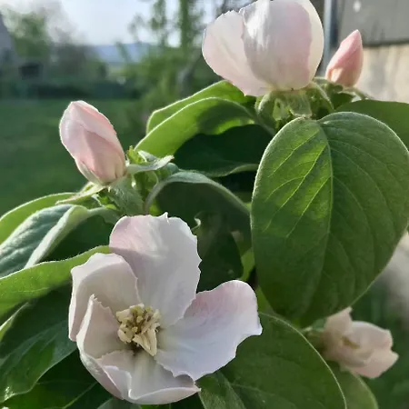 펜션 O S Z A P O *